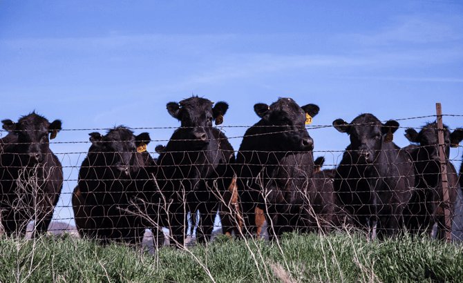 The Importance of Genetics for Beef enterprises