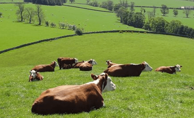 Hereford sirloin steaks top national taste test