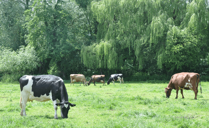 New dairy cattle breeding method increases genetic selection efficiency