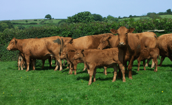 Atlas of cattle genes sheds light on key traits