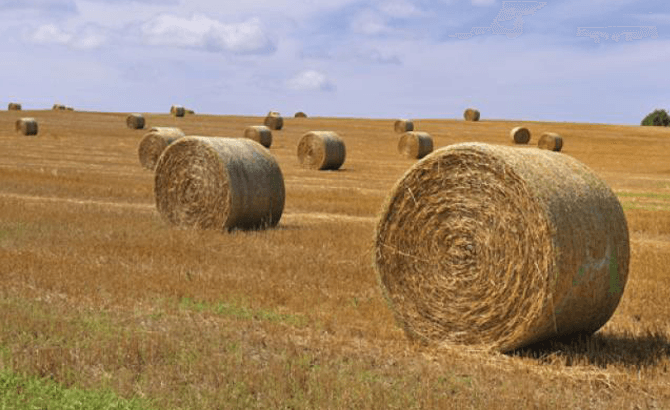 Beef farmers advised about the risks of straw impaction