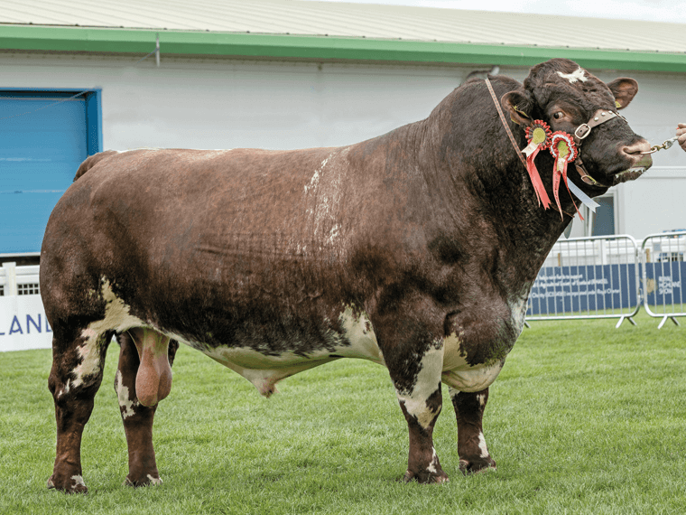 Vale Meadows Flossy's CAVALIER (P) was Male Breed Champion at the 2022 Royal Highland Show