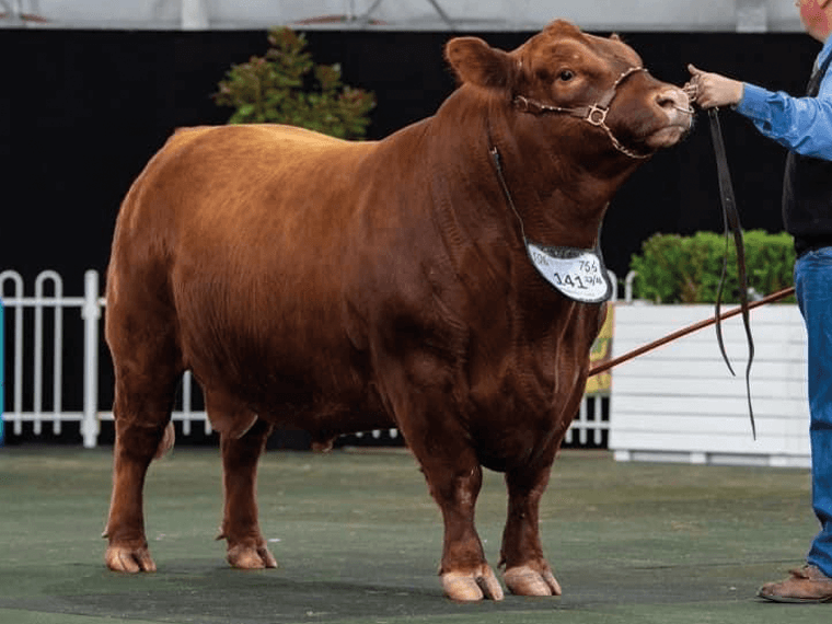 Rotherwood QOINTREAU ON ICE (R) Grand Champion Bull at the 2022 Royal Melbourne Australian Lowline Feature Show. He weighed in at 756kg with a Eye Muscle Area of 104cm.