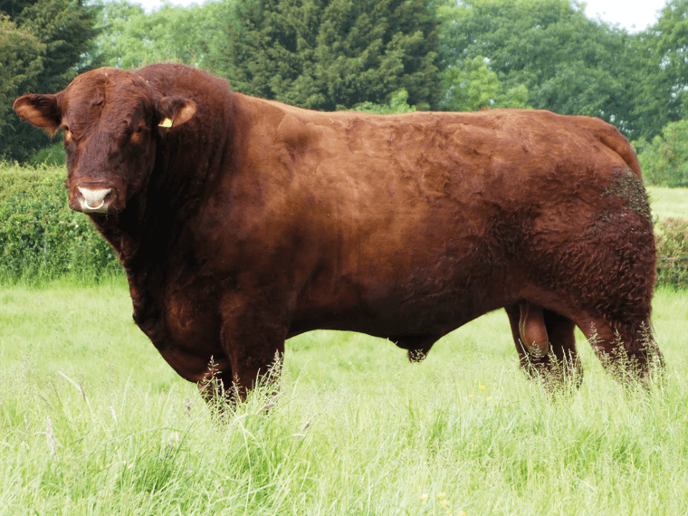 Rigel POLARIS POLL - Salers - Semen for your herd