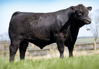 Rawburn JESTER ERIC - Aberdeen Angus - Semen for your herd