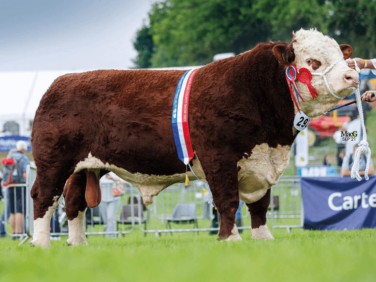 Coley 1 PILOT was Hereford Bull of the Year 2018