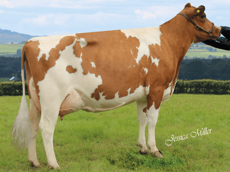 Stamford Esther 66 VG86, a daughter of Stamford BLACK DIAMOND. She was Champion Ayrshre at Cheshire Show and Interbreed Champion at Oswestry Show in 2019.