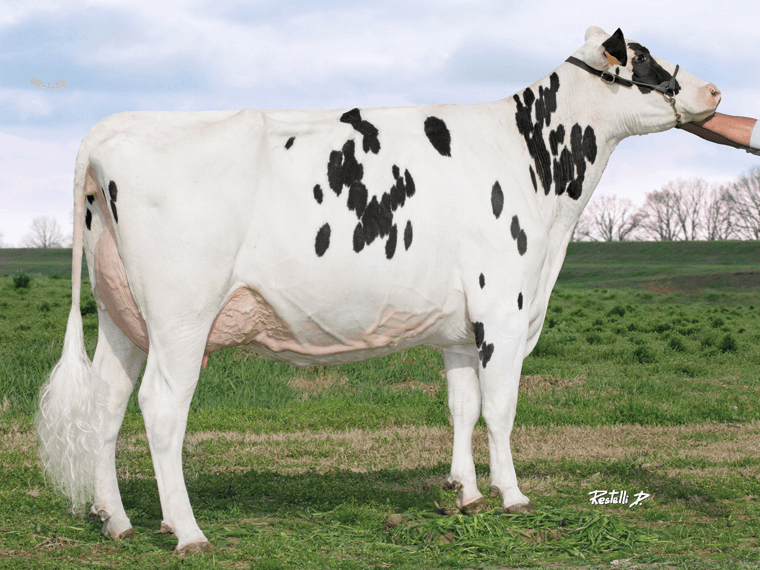 RIVOLTO's dam is Cristella Relax VG86