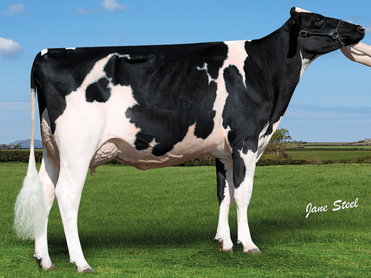 Clwch Crushabull Rhapsody VG89-3yr, RHAPSODY's dam