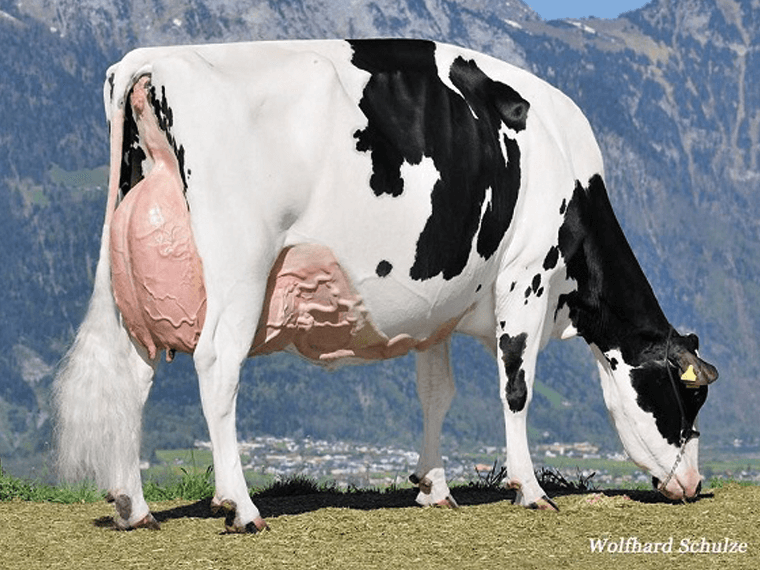 TIKTOK's dam is Decrausaz Iron O'Kalibra EX97