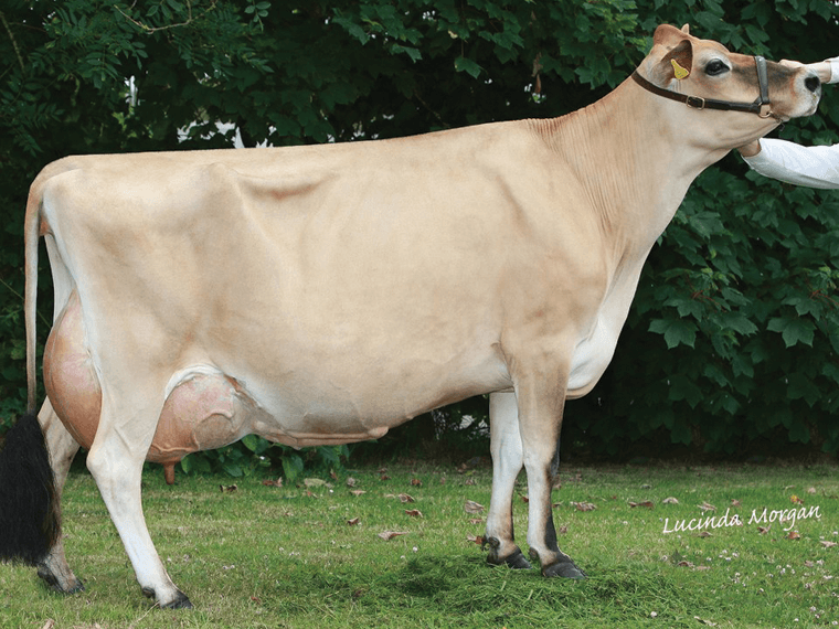 Quintrell PJSM Ultra Marine EX95(7), Vermillion's dam