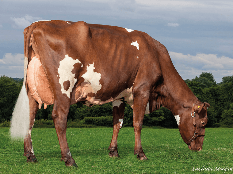 STORMFORCE's dam is Cotonhall Jackpot Sonnschein EX90